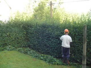 Hecke scheiden